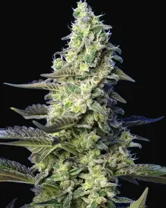Green Poison XL Auto