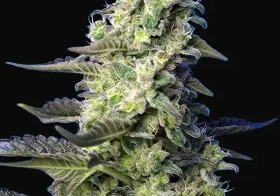Green Poison XL Auto