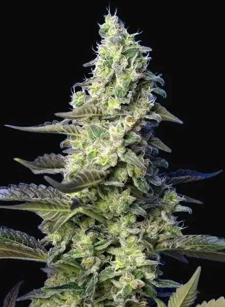 Green Poison XL Auto