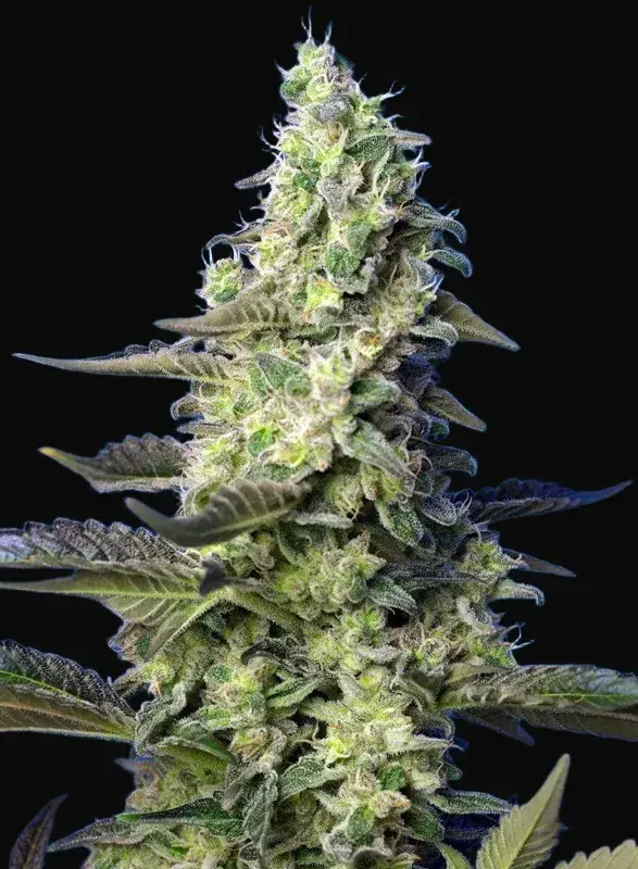 Green Poison XL Auto