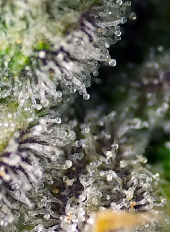 Green Poison XL Auto — zdjęcie 4
