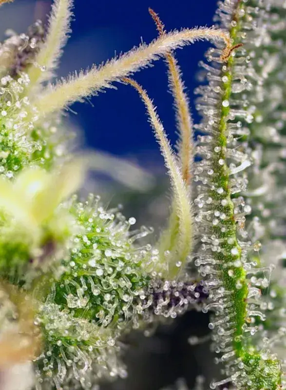 Green Poison XL Auto — zdjęcie 2
