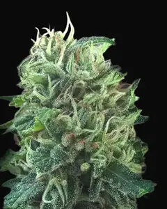 Green Scout Cookies