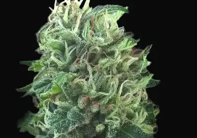 Green Scout Cookies
