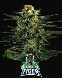 Green Tiger