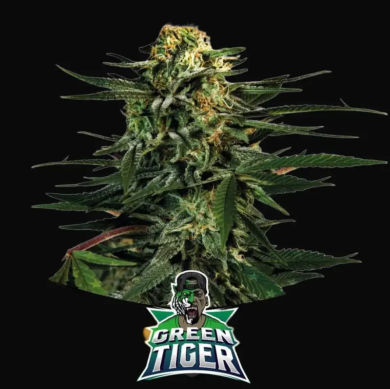 Green Tiger