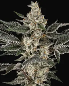 Gremlin's Breath Feminized
