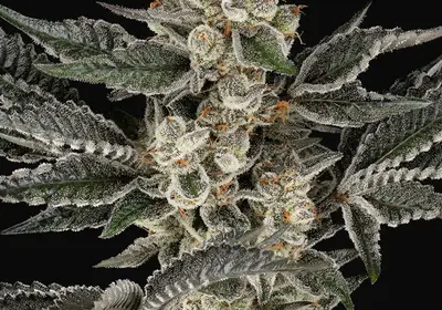Gremlin's Breath Feminized