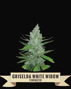 Griselda White Widow