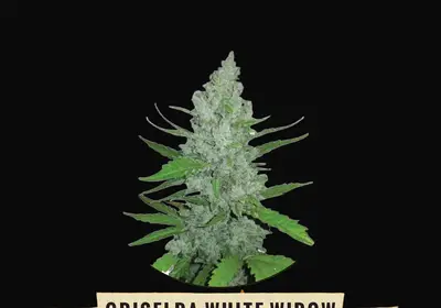 Griselda White Widow
