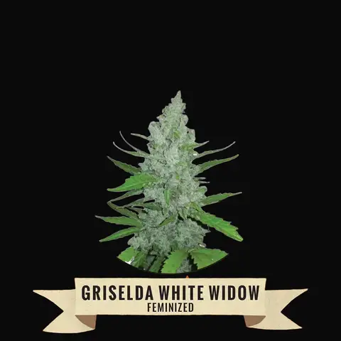Griselda White Widow