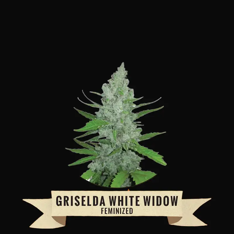 Griselda White Widow
