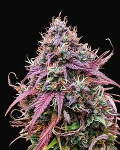 Grizzly Crinkle Auto