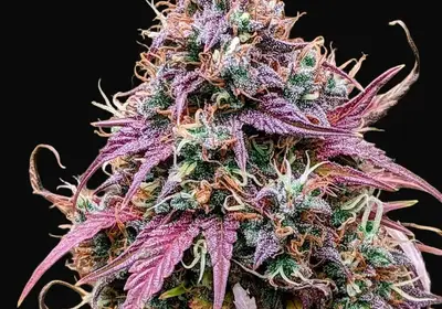 Grizzly Crinkle Auto