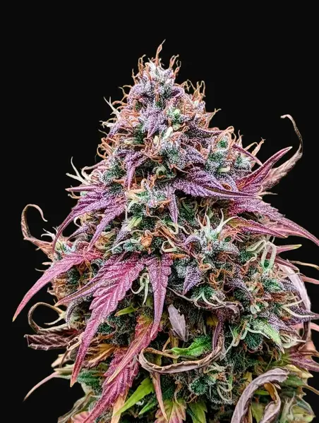 Grizzly Crinkle Auto