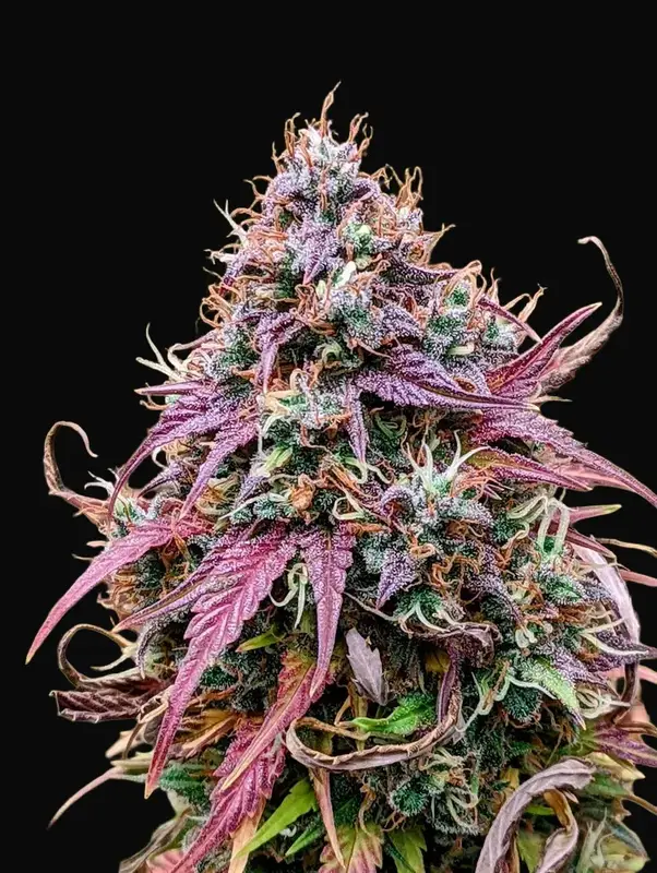 Grizzly Crinkle Auto