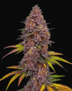 Grizzly Purple Auto
