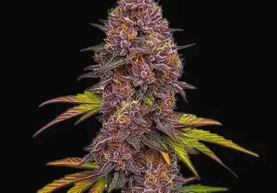 Grizzly Purple Auto