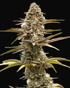 Grizzly Purple Kush