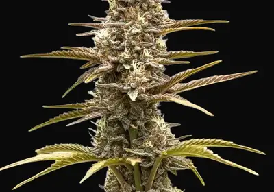 Grizzly Purple Kush