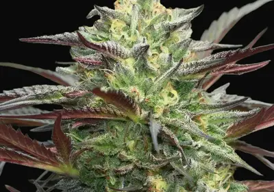 G.S. Cookies