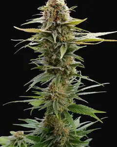 GSC