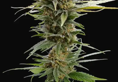 GSC
