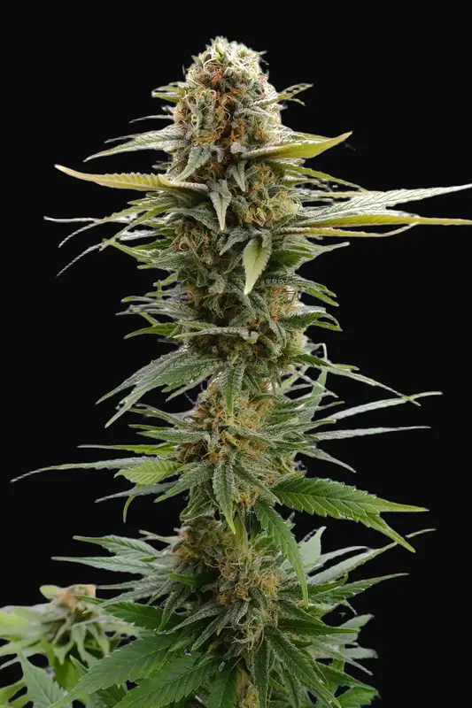 GSC