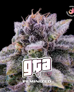 GTA