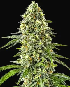 Guanabana
