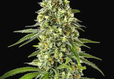 Guanabana