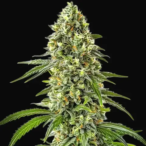 Guanabana