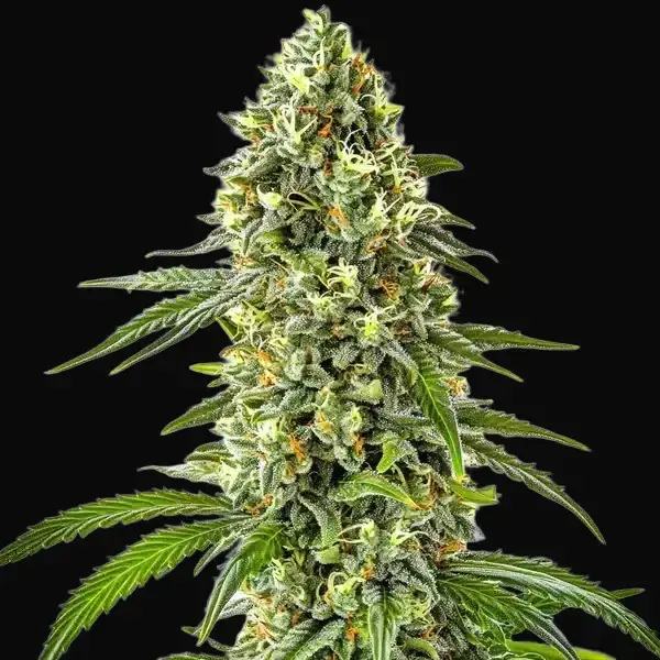 Guanabana