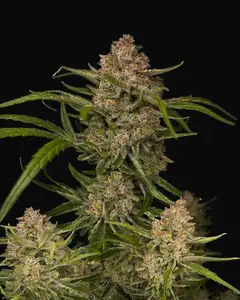Guava Auto