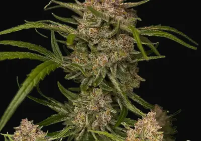 Guava Auto