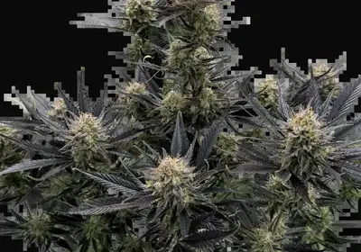 Guava Auto RF3