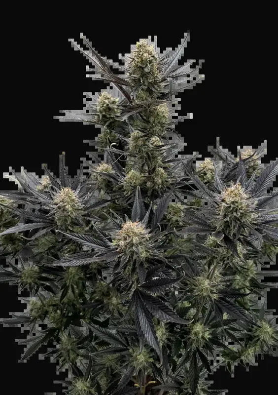 Guava Auto RF3