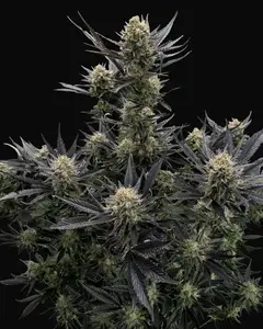 Guava Auto RF3