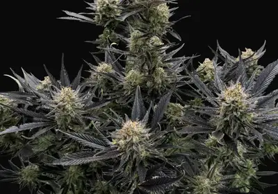 Guava Auto RF3