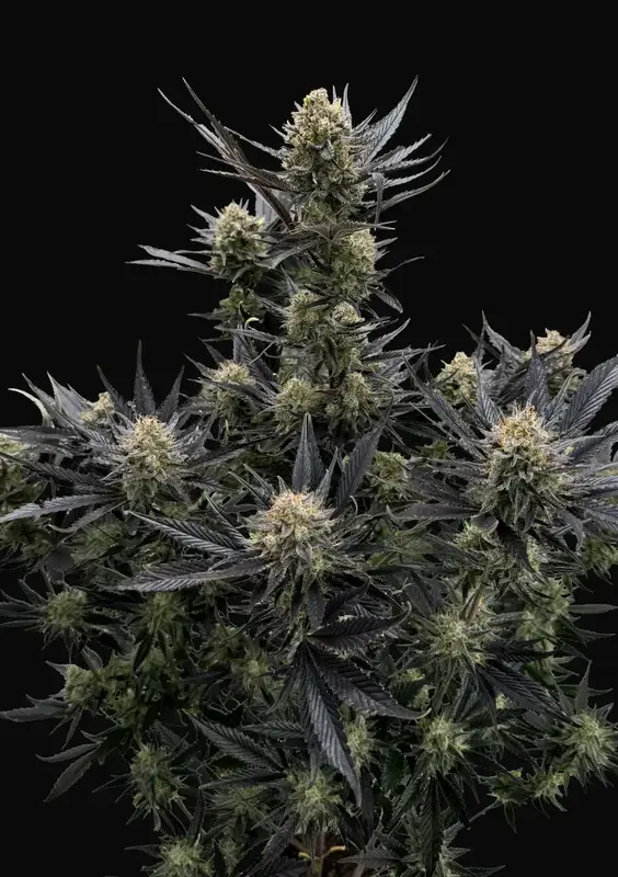 Guava Auto RF3
