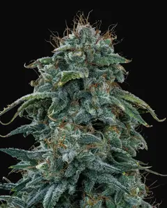 Guava Fig Auto