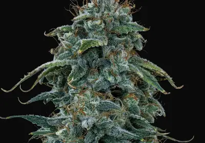 Guava Fig Auto
