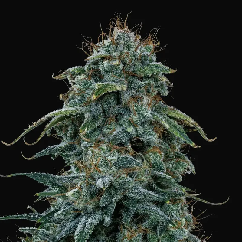 Guava Fig Auto