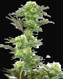 Guava Jelly Feminized