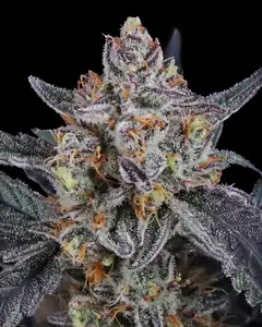 Guava Runtz Auto