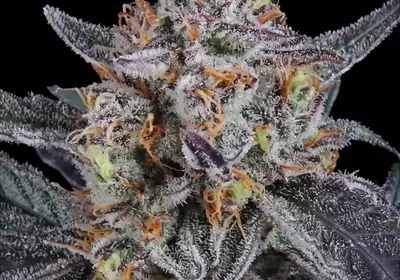 Guava Runtz Auto