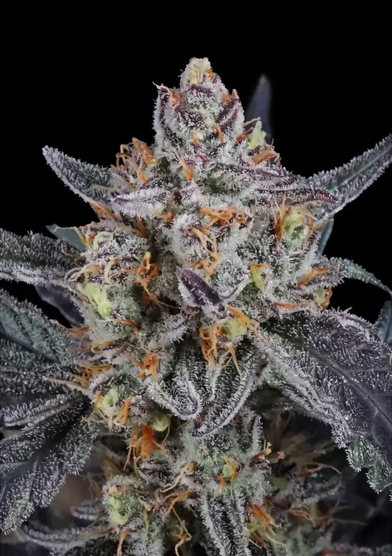 Guava Runtz Auto