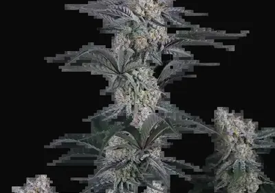Guava Sundae Auto