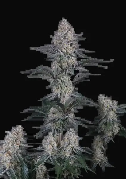 Guava Sundae Auto