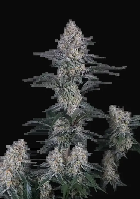 Guava Sundae Auto
